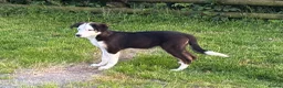 Border Collie dogs for sale: 8 month old Border Collie Male - Advert 13