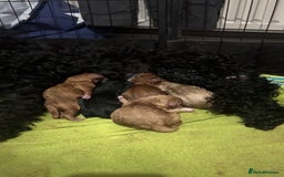 Cockapoo dogs for sale: Cockapoo - Image 1