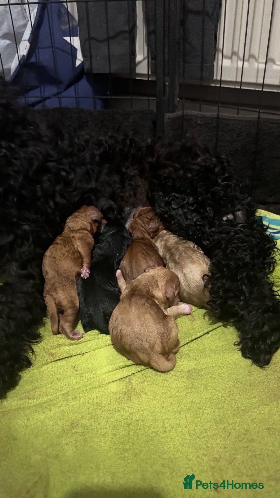 Cockapoo dogs for sale: Cockapoo - Image 1