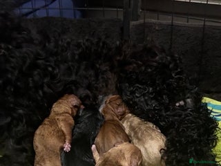 Cockapoo dogs - Advert 4