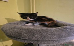 Mixed Breed cats for sale: Beautiful mixed breed female kitten  - Image 6