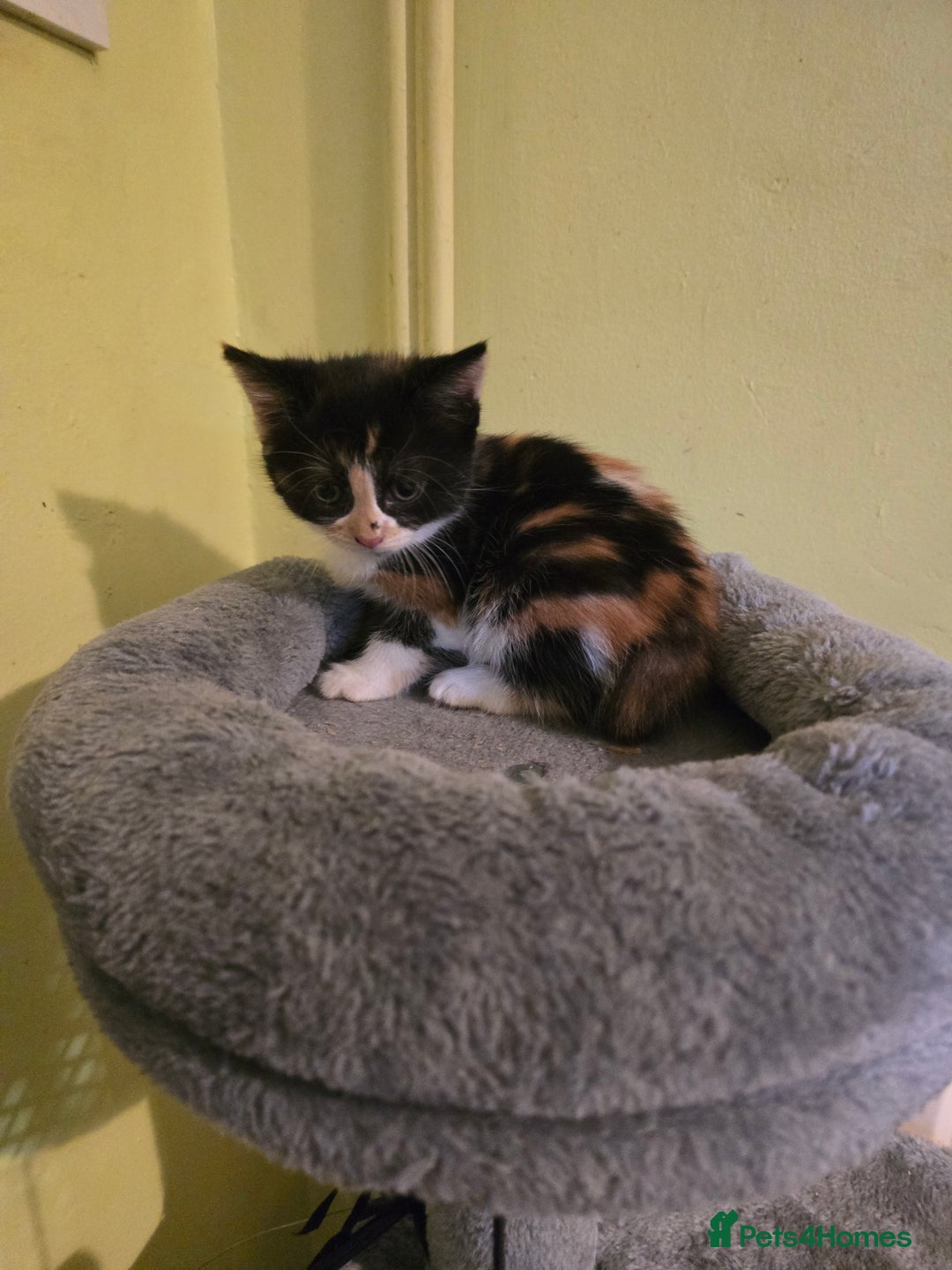 Mixed Breed cats for sale: Beautiful mixed breed female kitten  - Image 6