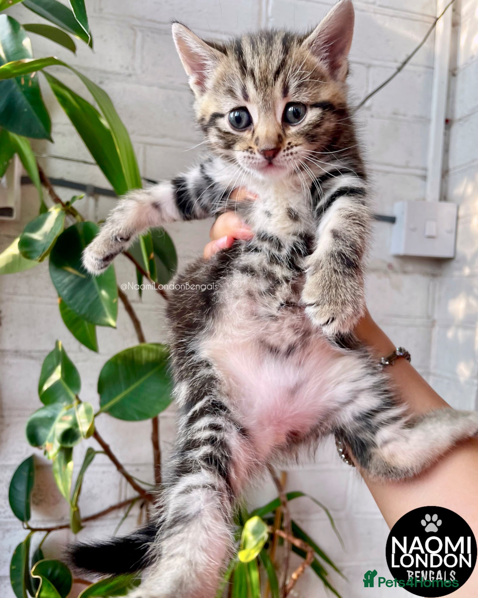 Bengal cats 💙🩵 BENGAL KITTENS 🩵💙 2 AVAILABLE! 🔥🔥 - Advert 2