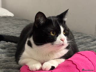 Mixed Breed cats Canela - Advert 1