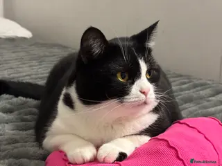 Mixed Breed cats Canela - Advert 15