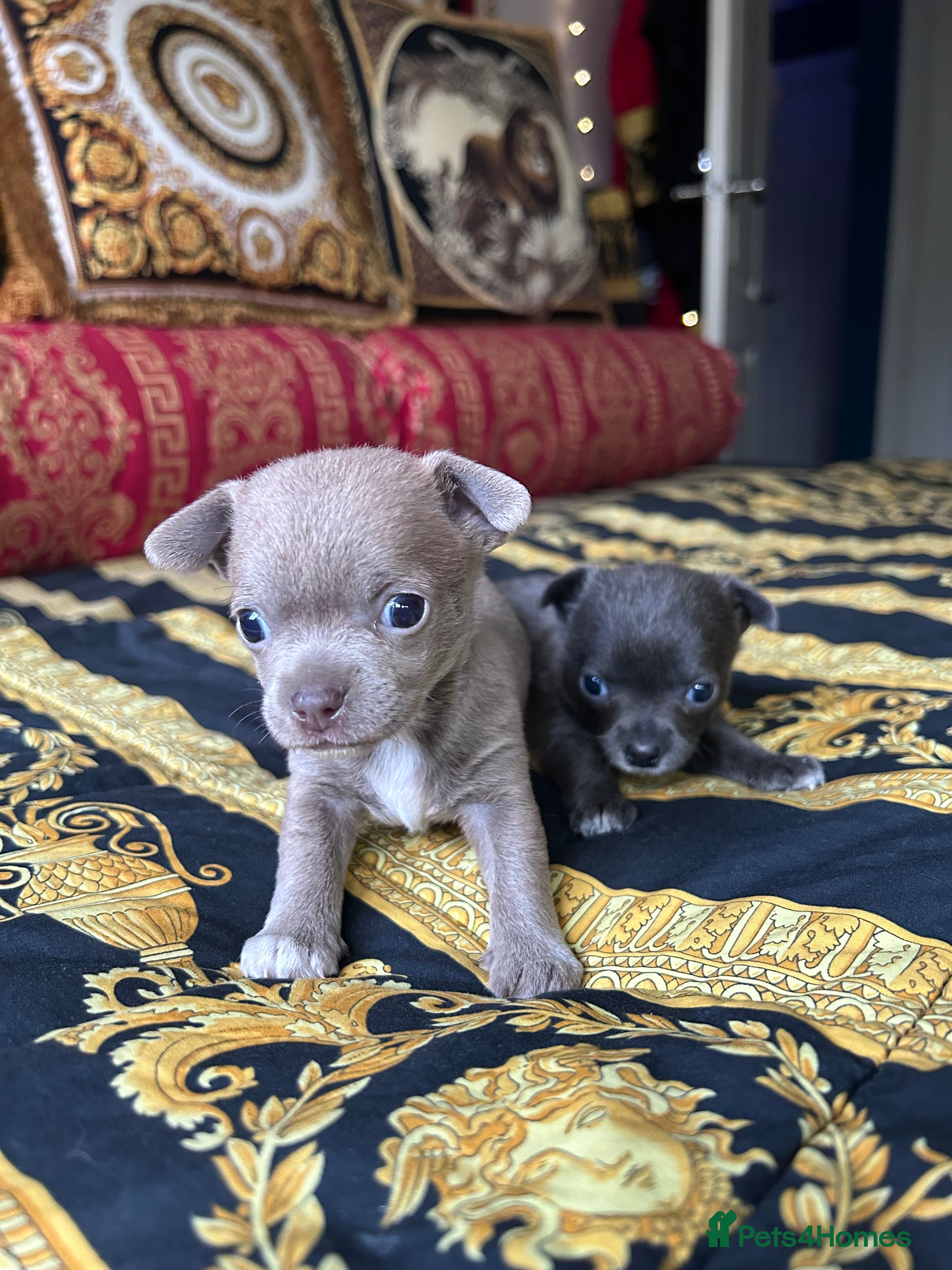 Chihuahua dogs 2 stunning short hair chihuahua females - Advert 5