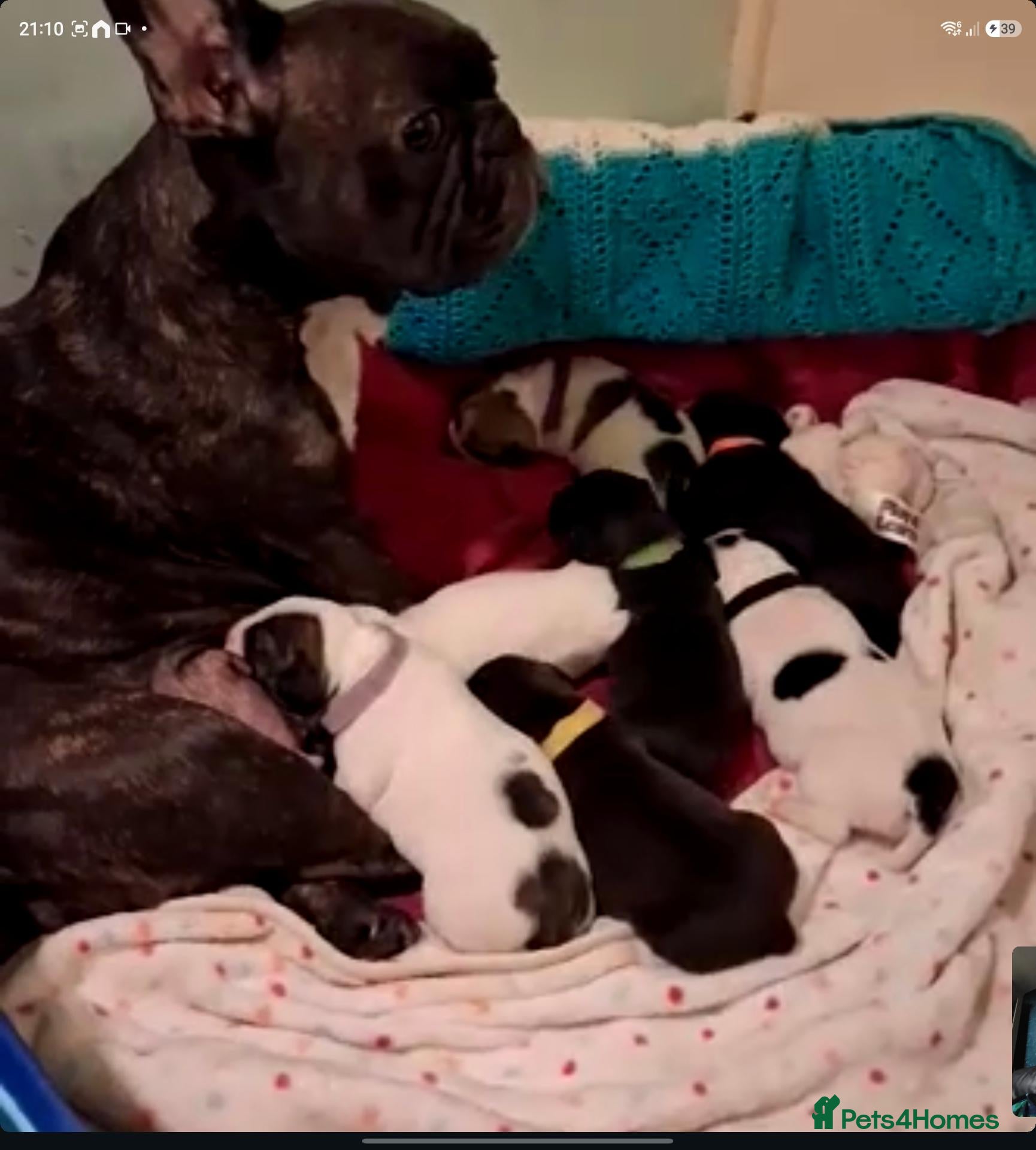 Mixed Breed dogs Frenchie puppies for sale - Advert 21
