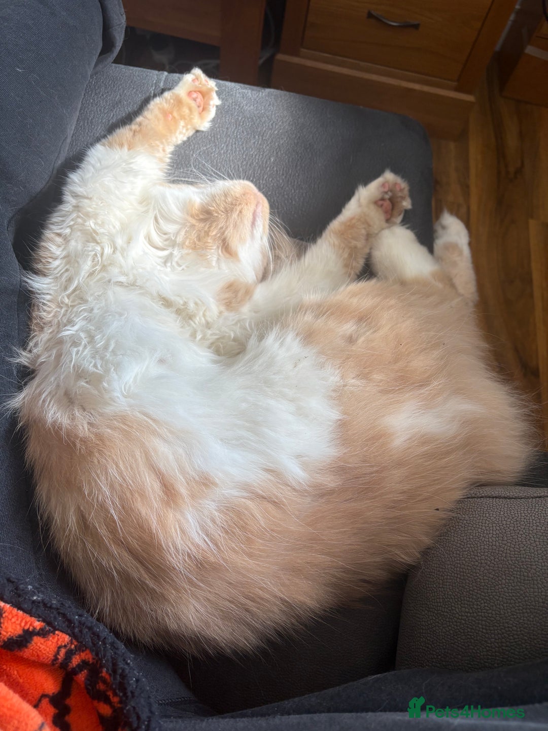 Maine Coon cats for stud: Apollo, Stud ready to find a Queen - Image 4