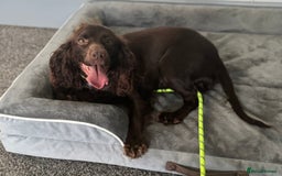 Cocker Spaniel dogs for sale: Loving 4 year old spaniel - Image 1