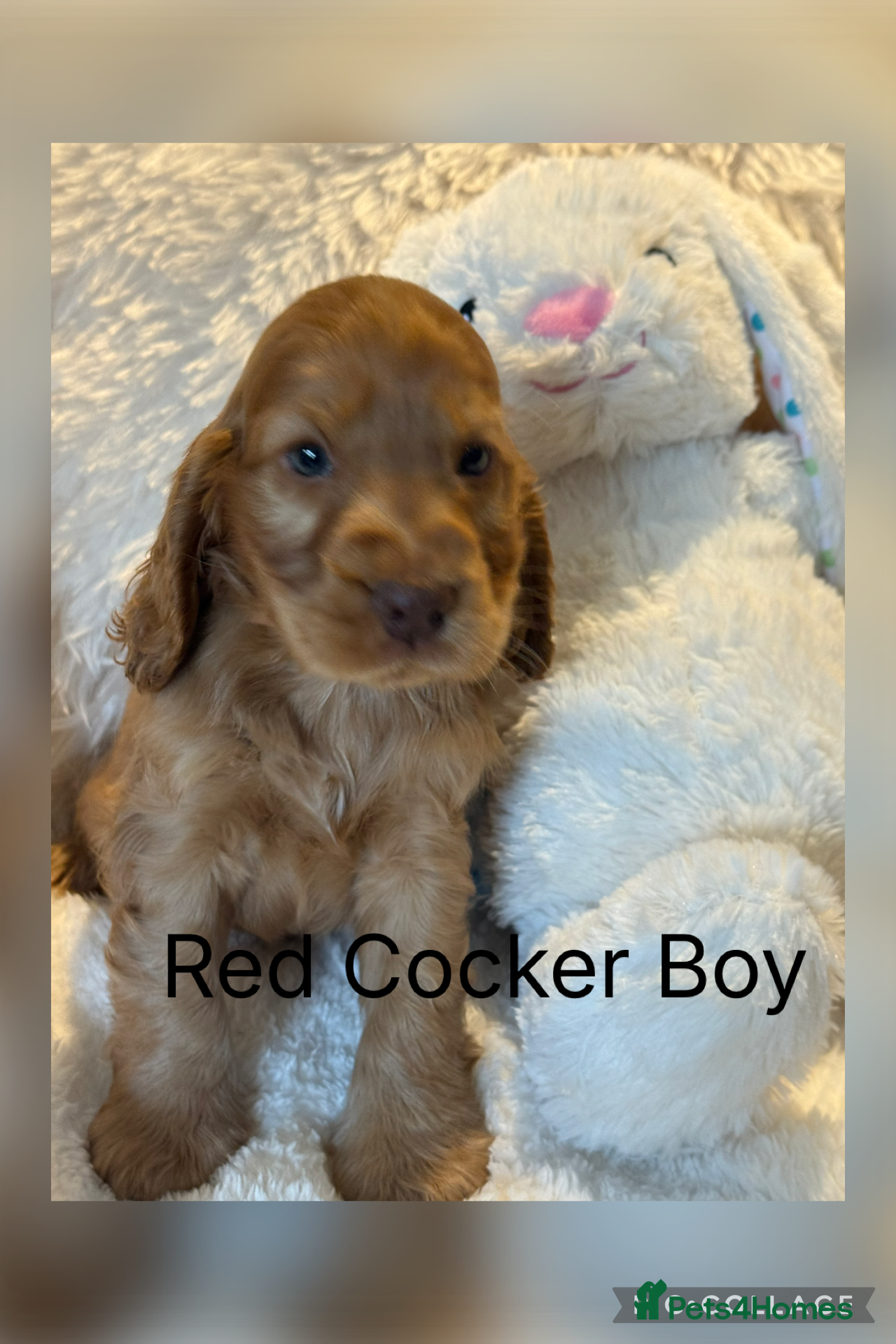 Cocker Spaniel dogs Stunning Show Cocker Spaniels ready now  - Advert 10