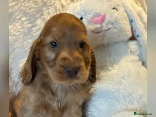 Cocker Spaniel dogs Stunning Show Cocker Spaniels ready now - Advert 10