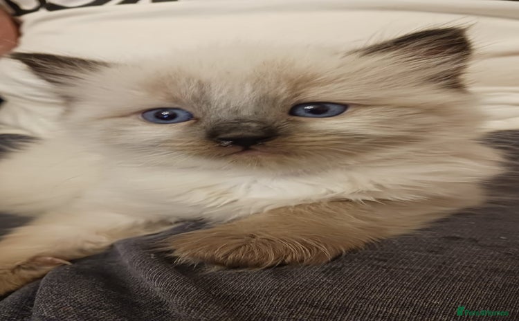 Ragdoll cats - Advert 9