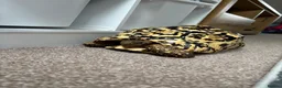 Tortoise reptiles for sale: Leopard Tortoise  - Advert 4