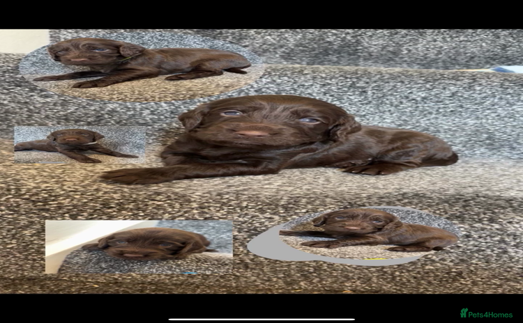 Cockapoo dogs - Advert 5