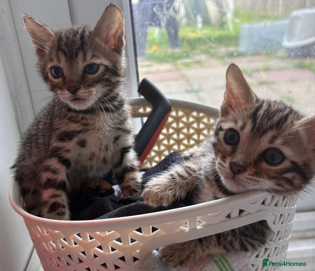 Bengal cats for sale: Black and charcoal Bengal kittens  - Image 6