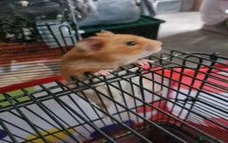 Hamster rodents for sale: 2 RESCUED SYRIAN HAMSTERS COMPLETE WITH CAGES - Image 2