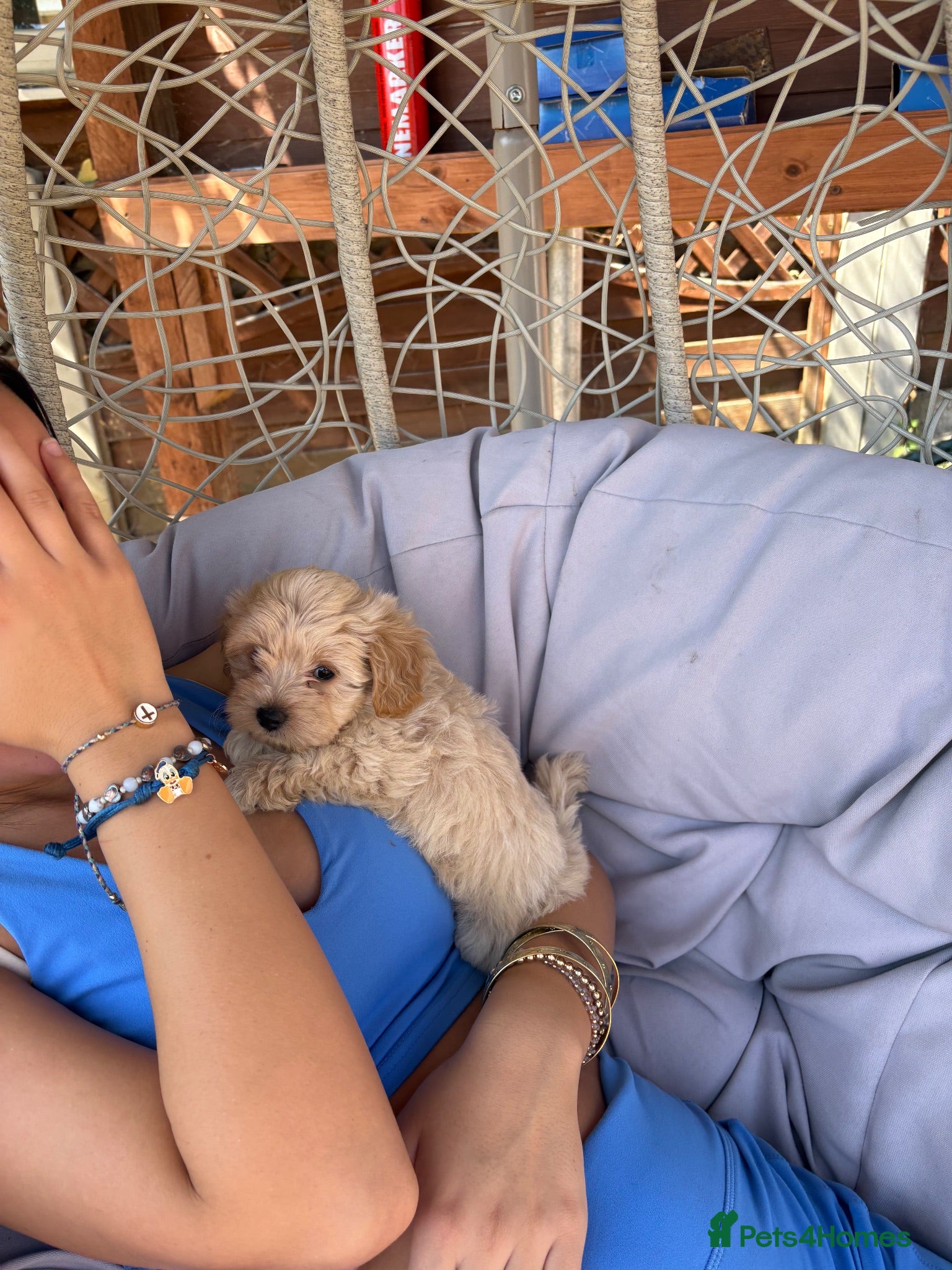 Maltipoo dogs F1 mini maltipoo puppies  - Advert 2