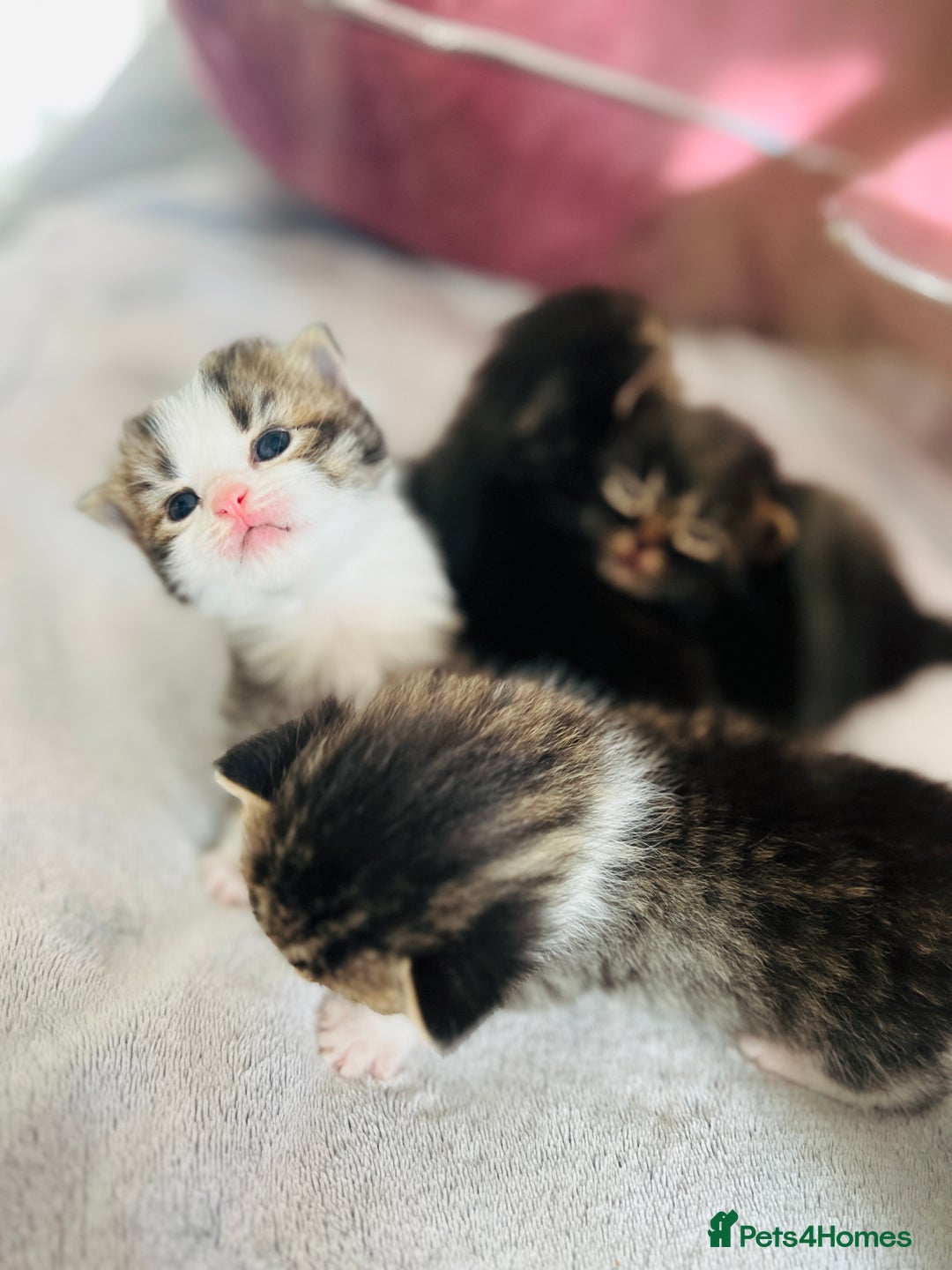 LaPerm cats for sale: Long Coat Laperm kittens - Image 18