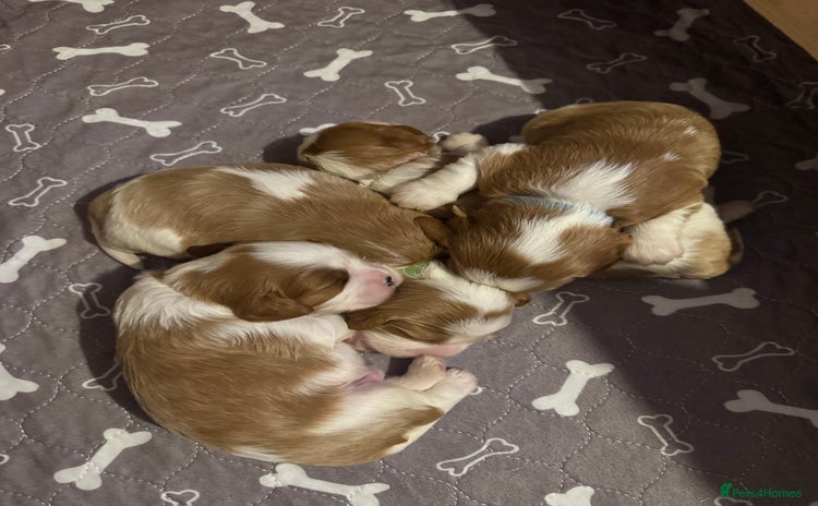 Cavalier King Charles Spaniel dogs - Advert 15
