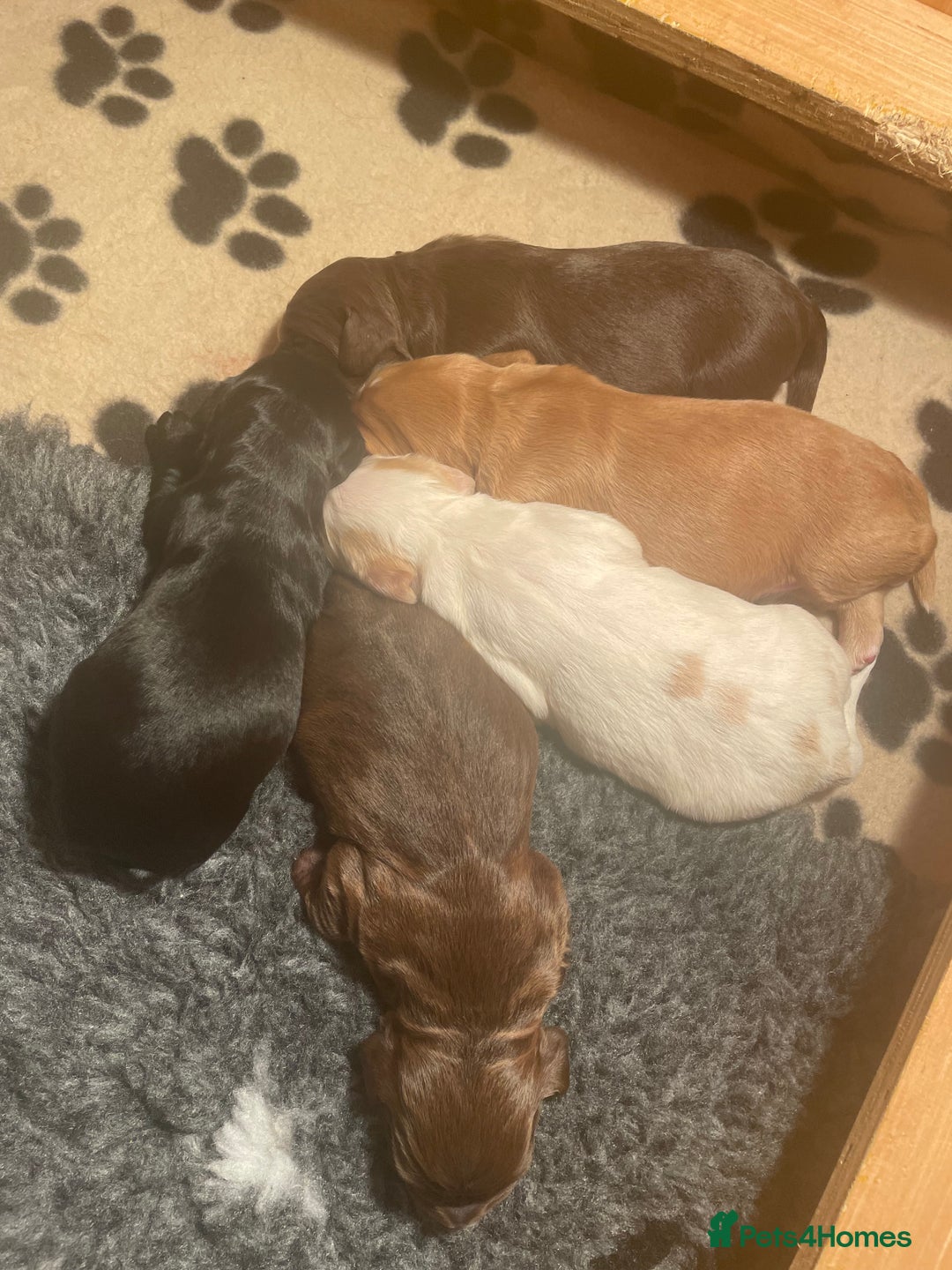Cocker Spaniel dogs for sale: Puppies due 03/02/26 - Advert 8