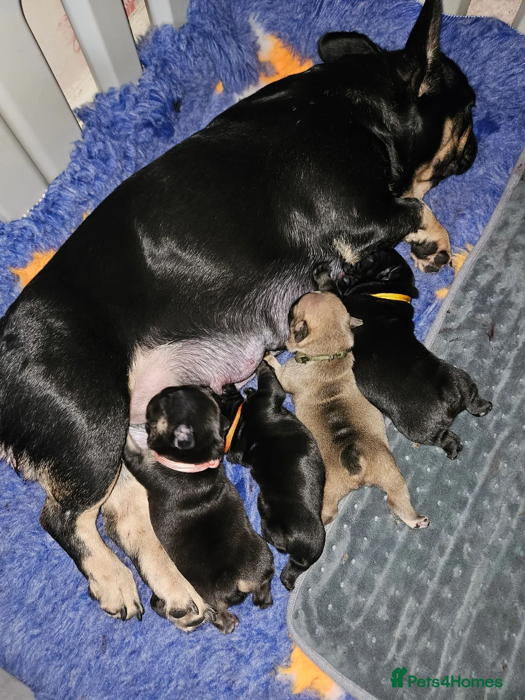 French Bulldog dogs for sale: Pedigree French bulldog puppies.  - Advert 1