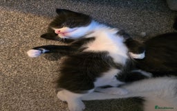 British Longhair cats for sale: 7 kittens boys and girls. British longhair cross  - Image 15