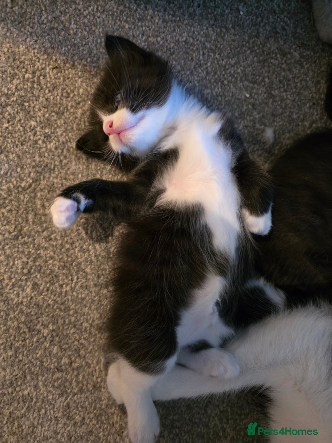 British Longhair cats for sale: 7 kittens boys and girls. British longhair cross  - Image 15