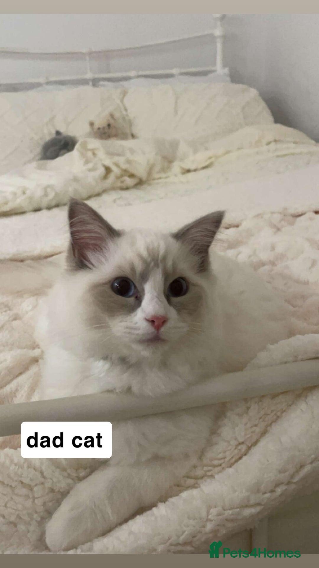 Maine Coon cats for sale: ✨Beautiful Mainecoon/Ragdoll mix kittens✨ - Advert 14