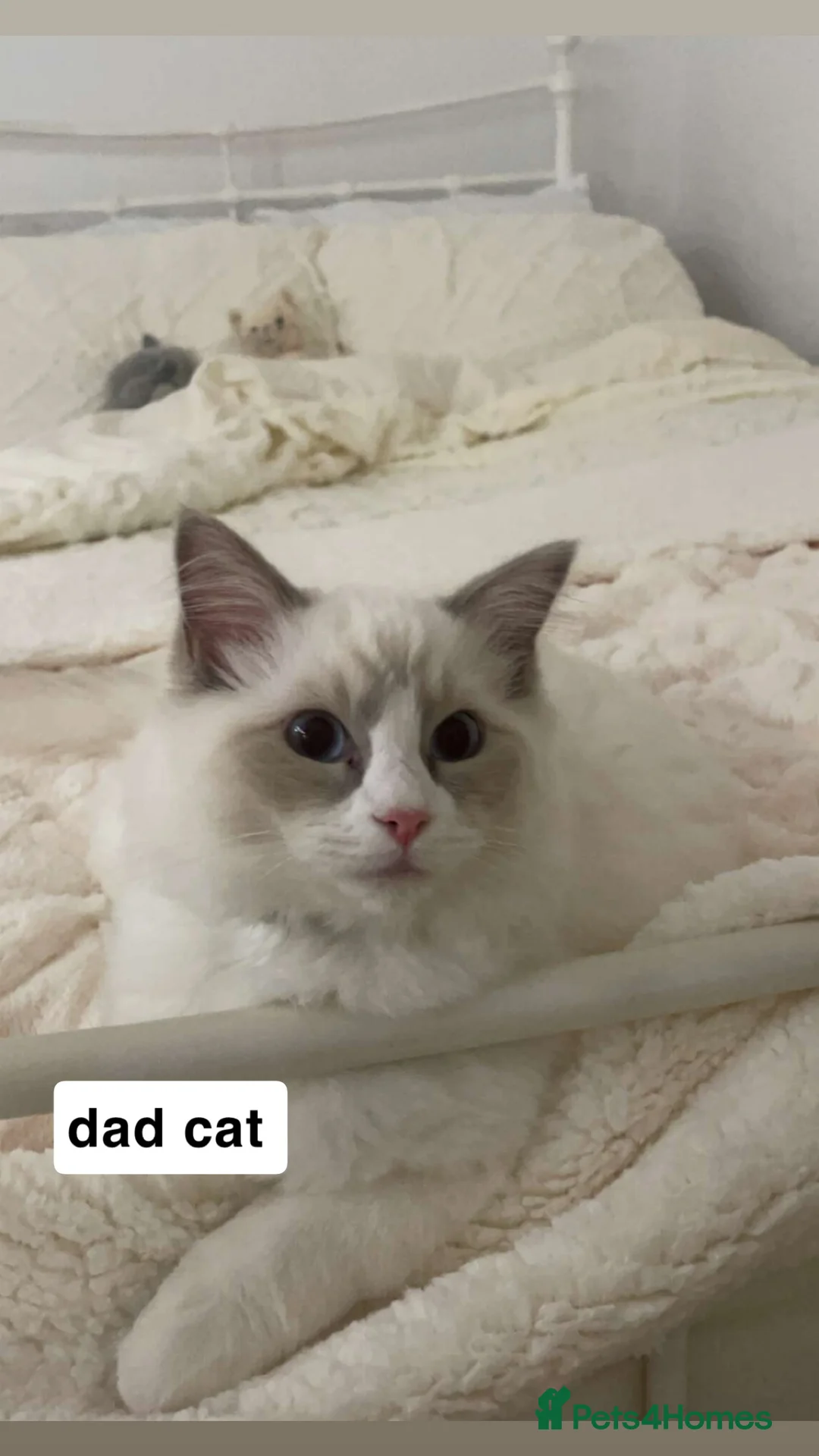 Maine Coon cats for sale: Four beautiful mainecoon/ragdoll kittens - Advert 12