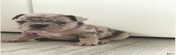 French Bulldog dogs for sale: Exceptional French Bulldog Puppies! - Advert 3