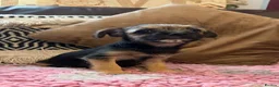 Mixed Breed dogs for sale: Beautiful border cross female puppy  - Advert 4