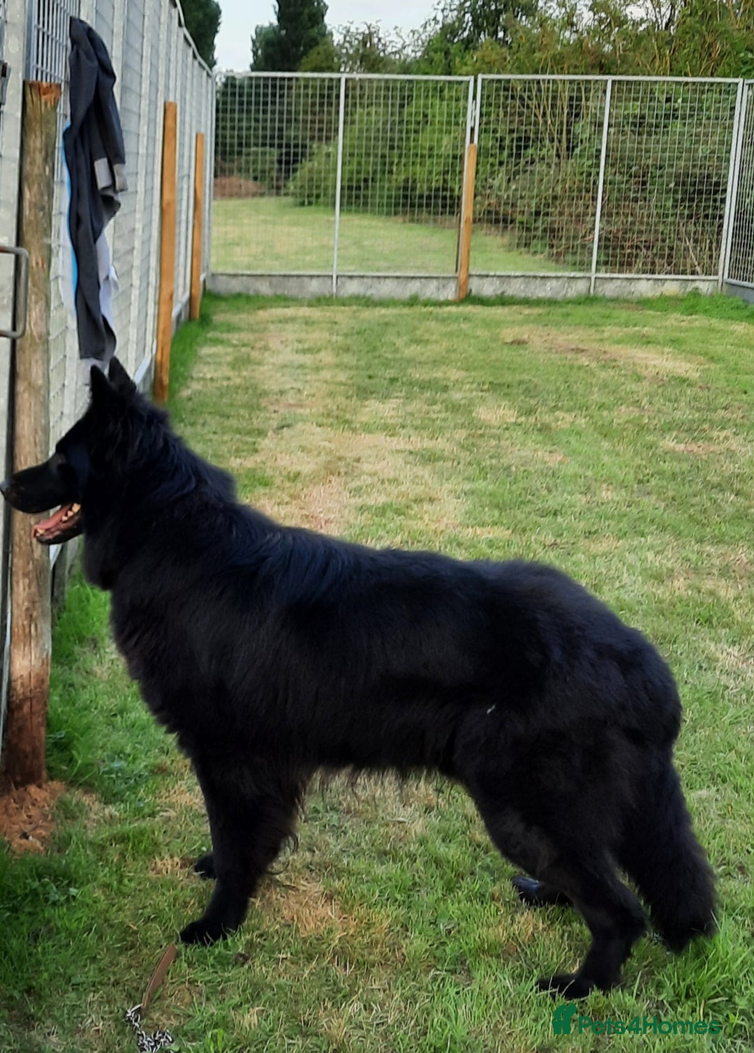 German Shepherd dogs for sale: Stunning Black & Gold kc.reg girl, health tested - Image 12