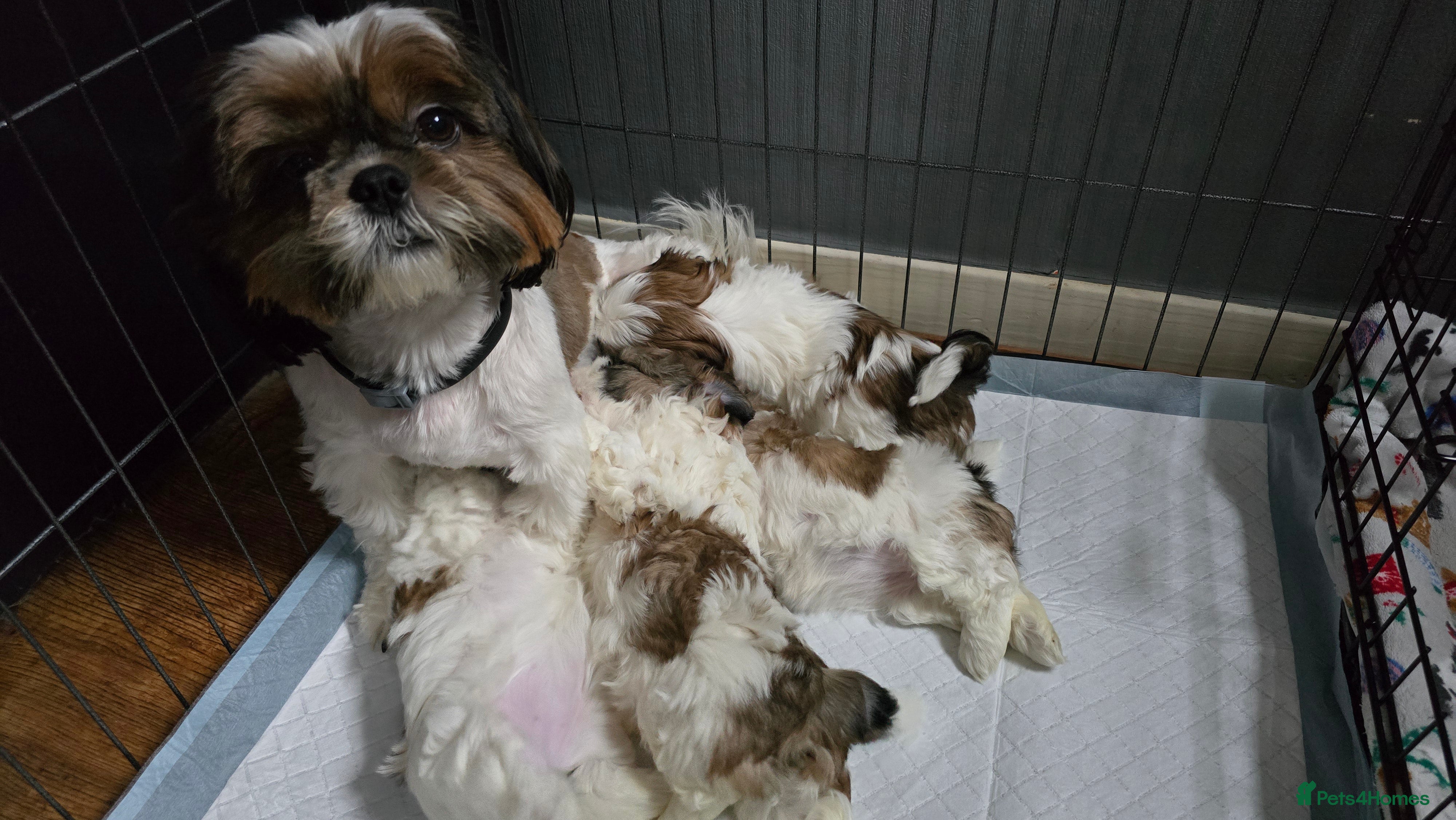 Shih Tzu dogs Shih Tzu puppies for sale  - Advert 1