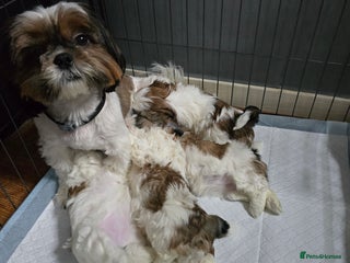 Shih Tzu dogs Shih Tzu puppies for sale - Advert 1