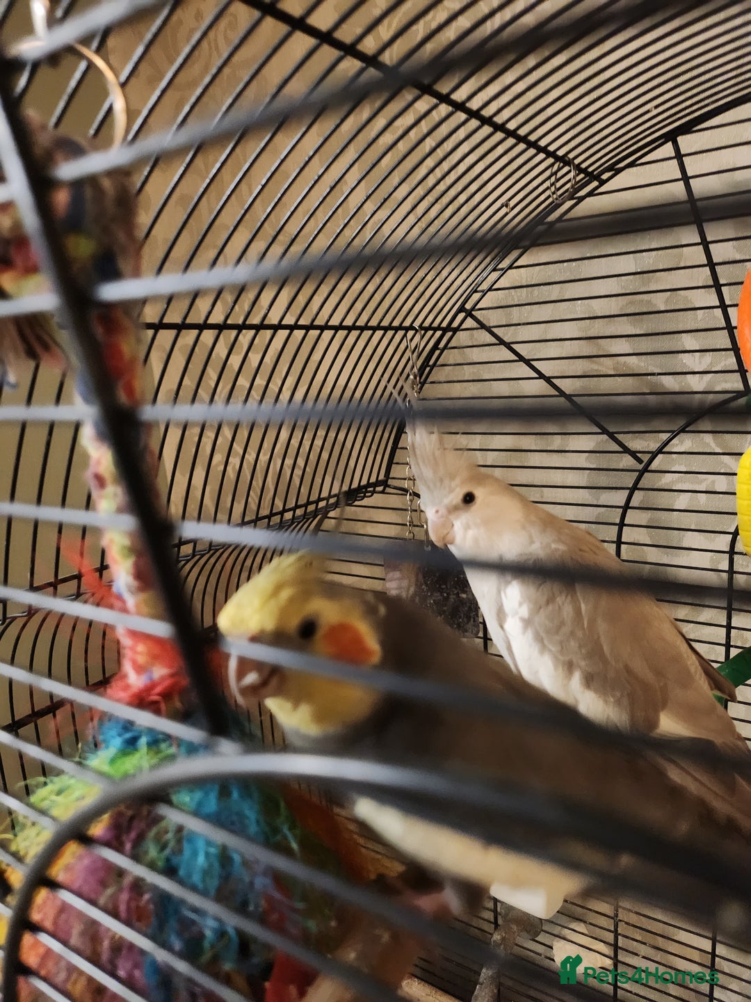 Cockatiels birds for sale: Breeding pair of cockatiels  - Advert 5