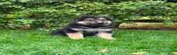 German Shepherd dogs for sale: Pedigree German shepherd puppies  in Ashford - Advert 12