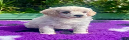 Toy Poodle dogs for sale: KC reg toy Poodles - Advert 10
