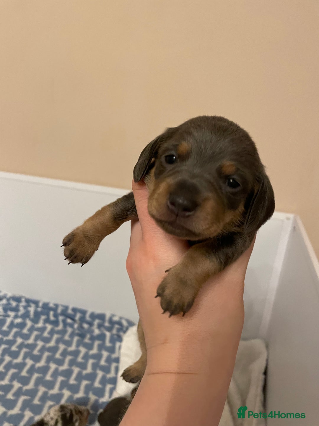 Miniature Dachshund dogs for sale: Miniature dachshund pups  - Image 2
