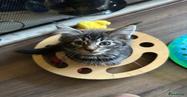 Maine Coon cats - Advert 2