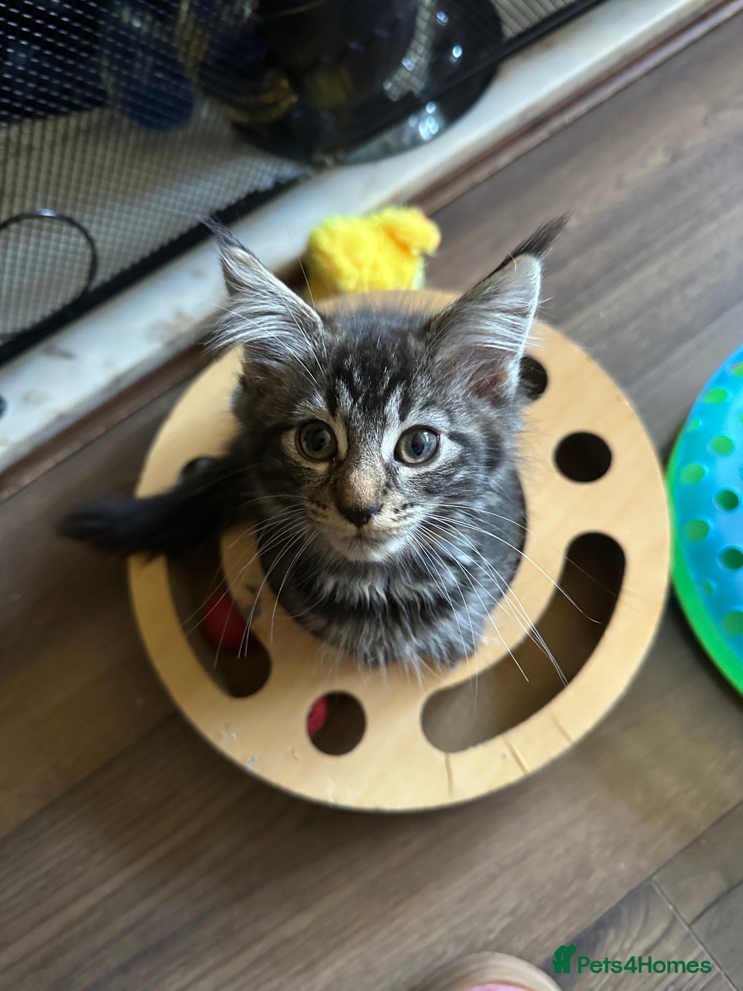 Maine Coon cats for sale: Stunning mainecoons  - Image 5