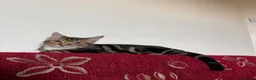 Mixed Breed cats for sale: Golden kitten for sale in London - Advert 4