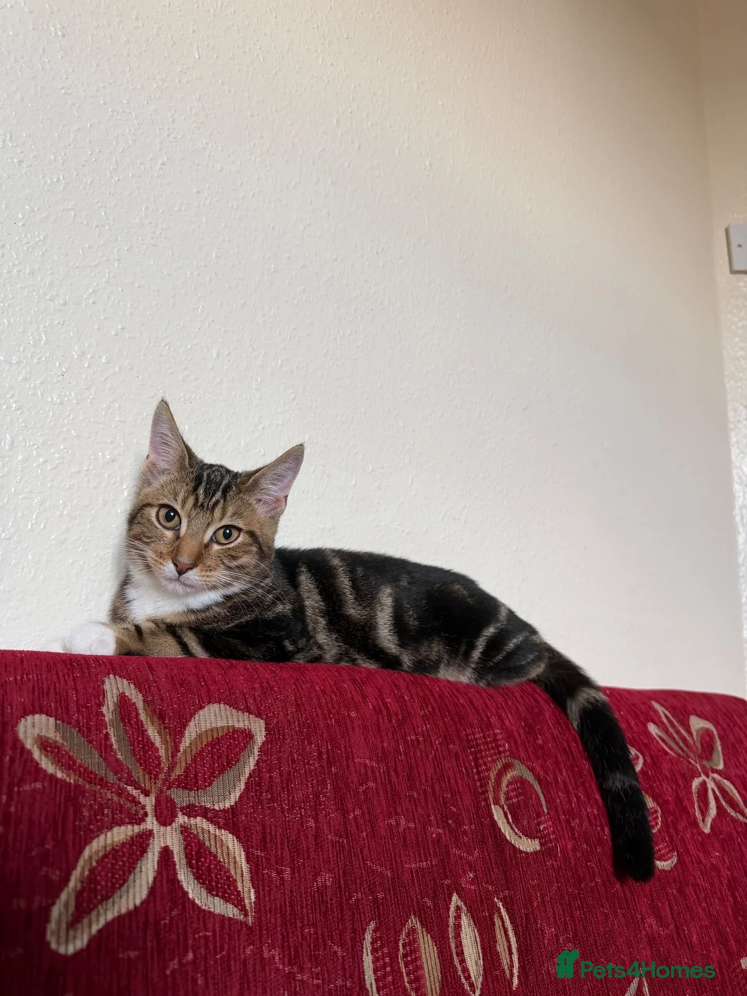 Mixed Breed cats for sale: Golden kitten for sale in London - Advert 4