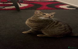 Bengal cats for sale: Bengal/Tabby Cat - Image 2