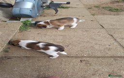 Mixed Breed dogs for sale: Last male pup left. Ready now - Image 3