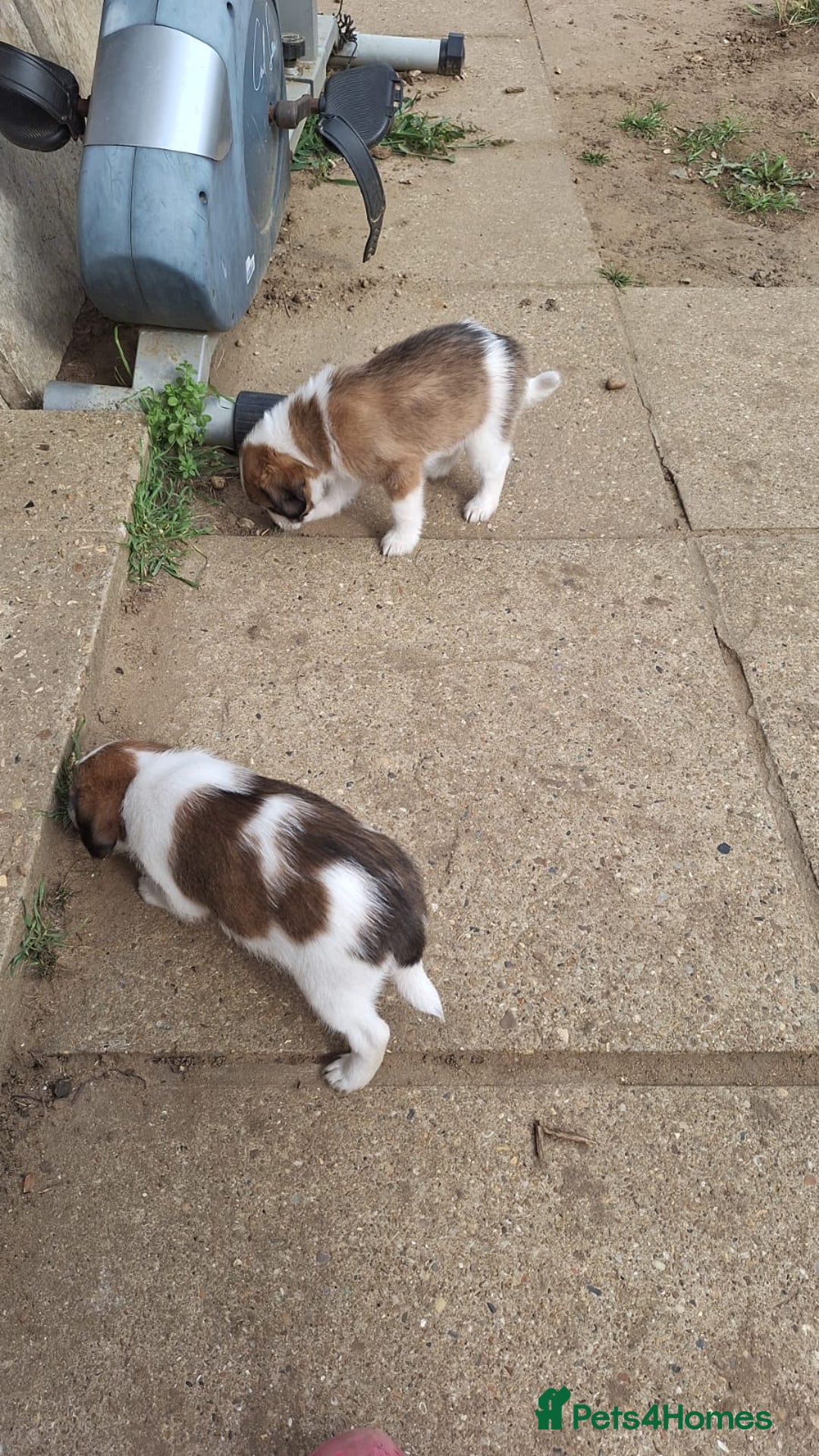 Mixed Breed dogs for sale: Last male pup left. Ready now - Image 3