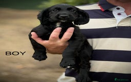 Cocker Spaniel dogs for sale: Beautiful cocker spaniel puppies - Image 5