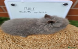 Lionhead rabbits for sale: Double Maned Lionhead  - Image 7