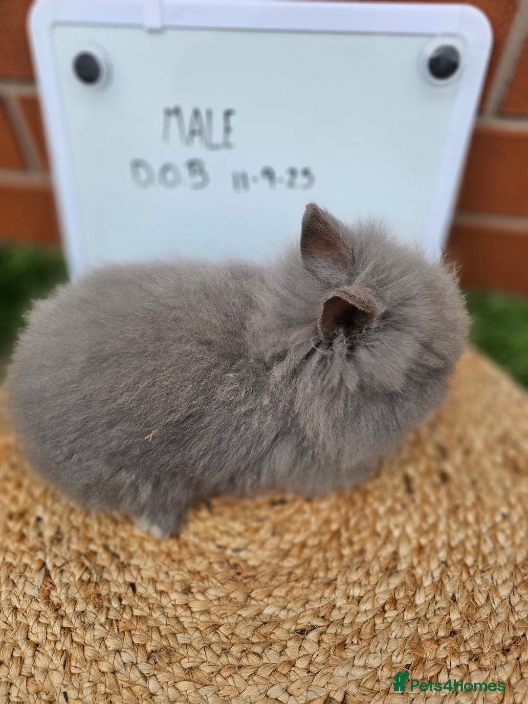 Lionhead rabbits for sale: Double Maned Lionhead  - Image 7