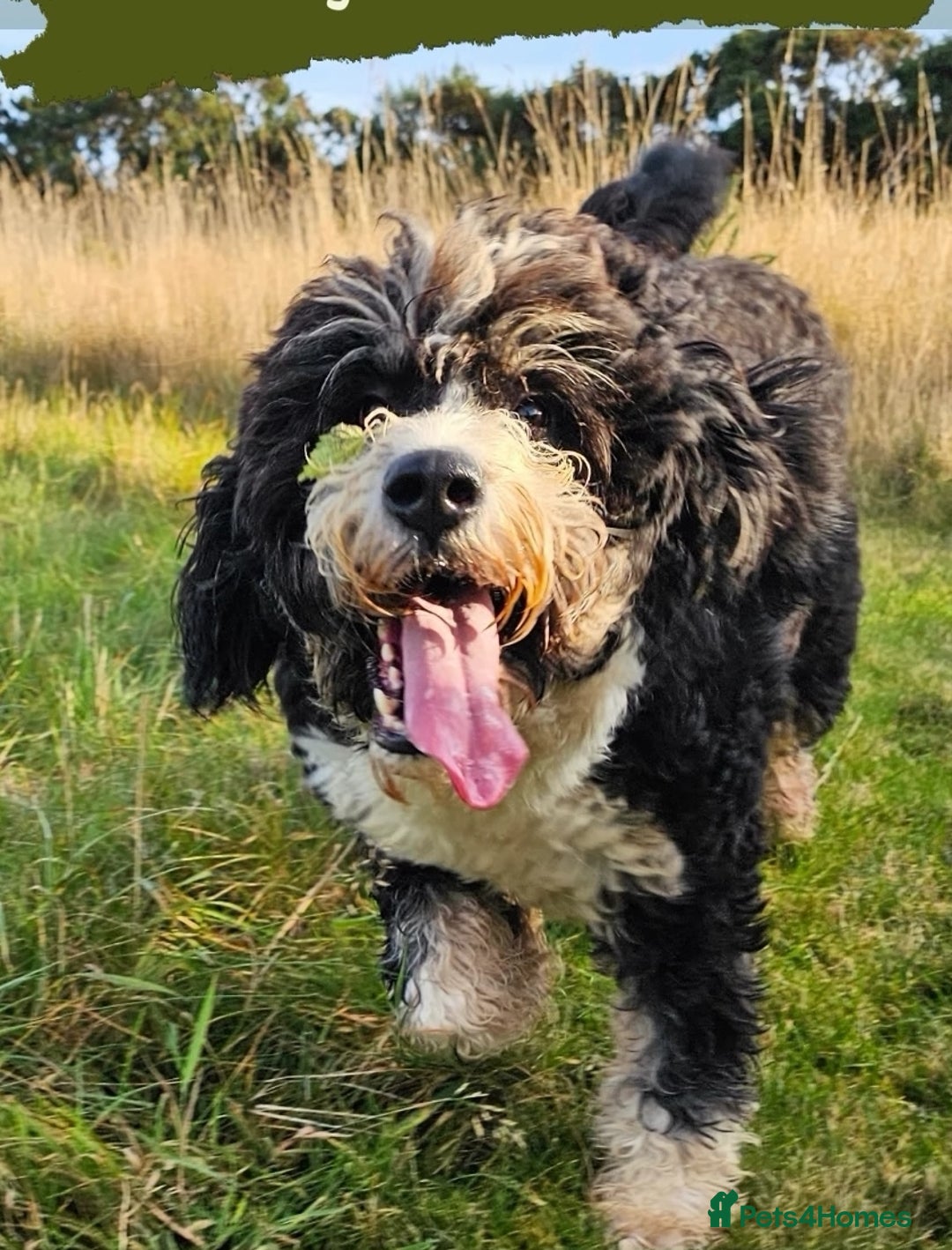 Bernedoodle dogs for sale: Exceptional Quality ❤️ Health tested  - Advert 12