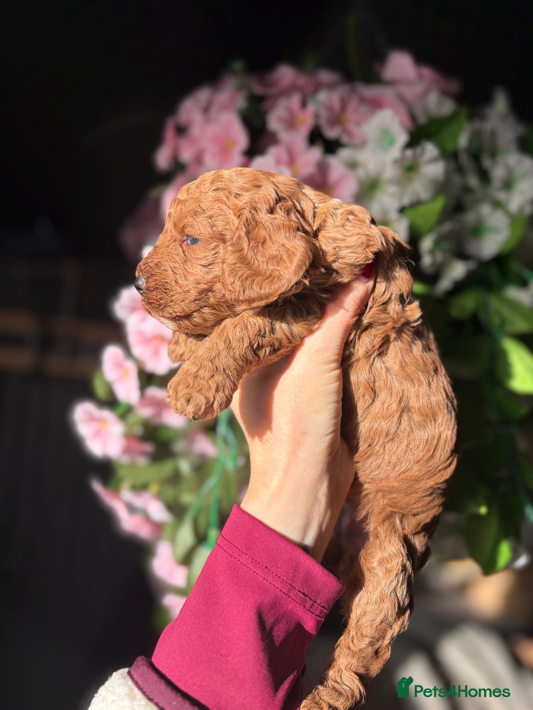 Cockapoo dogs for sale: 3 teddy bear F2 Cockapoo girls available  - Advert 7
